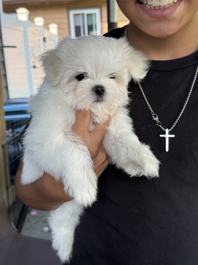 SugarBoy