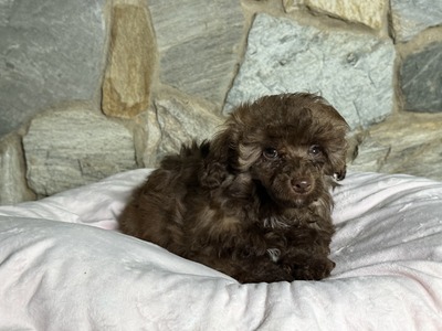 Penelope Boy1