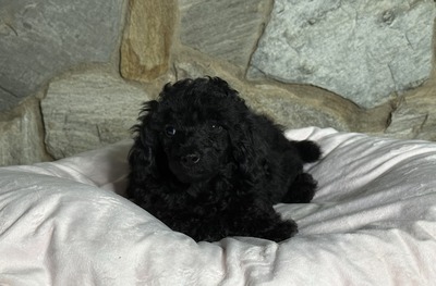 Penelope Boy2