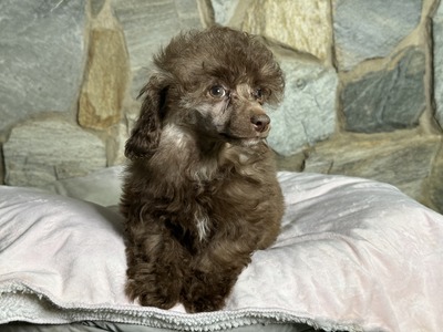 Penelope Boy3