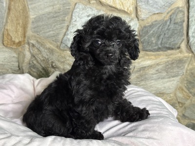MinnieBoy1