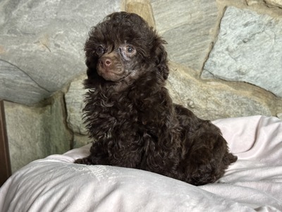 MinnieBoy2