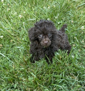 MinnieBoy2