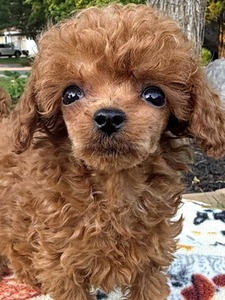 PebblesGirl