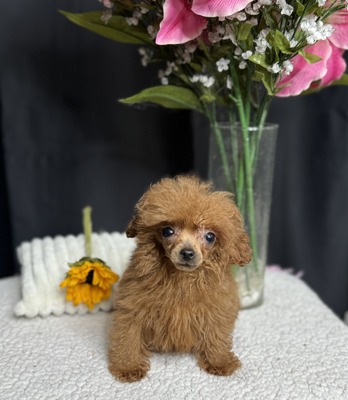 Pebble’s tiny boy 4