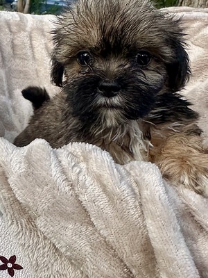 Lua’s boy 2
