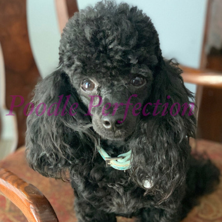 https://www.toypoodleandmalteseperfection.com/pb/content/images/slider/slide-8-18.jpeg