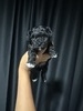 Penelope’sBoy1
