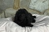 Penelope Boy2