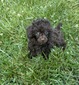 MinnieBoy2
