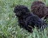 MinnieBoy1