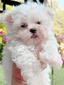 SugarBoy2