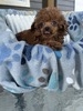 Cherry’s lil boy
