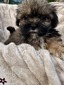 Lua’s boy 2