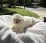 Fancy’s boy