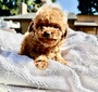Cherry’s lil boy2