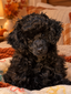 Coco’s Girl