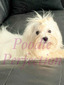 Prince