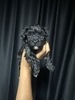 Penelope’sBoy3