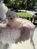 Fancy’s girl