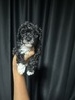 Penelope’sBoy2